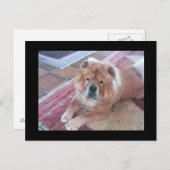 Chow Chow Dose Post Card Postkarte (Vorne/Hinten)