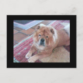 Chow Chow Dose Post Card Postkarte (Vorderseite)