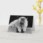 Chow-Chow-Hund auf dem Portal, Schwarzweiss Karte (Gelbe Blume)