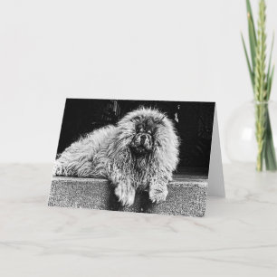 Chow-Chow-Hund auf dem Portal, Schwarzweiss Karte