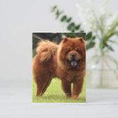 Chow Chow Hund Posen Postkarte (Stehend Vorderseite)