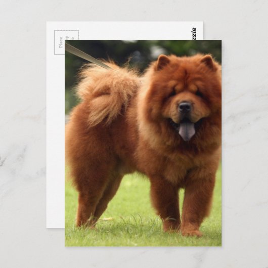 Chow Chow Hund Posen Postkarte (Vorne/Hinten)