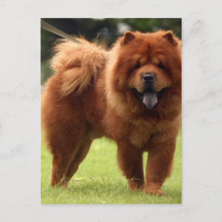 Chow Chow Hund Posen Postkarte