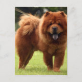 Chow Chow Hund Posen Postkarte (Vorderseite)