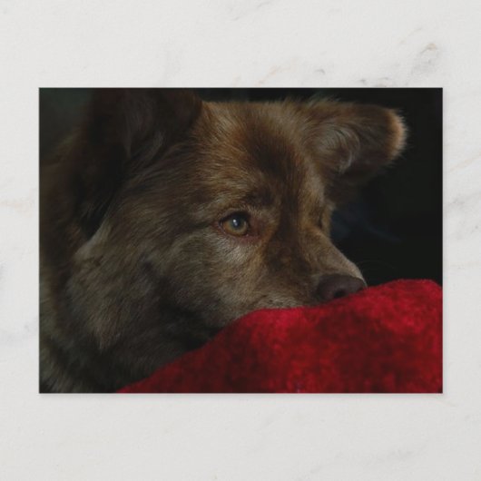 Chow-Chow Mischung mit Herzpostkarte Postkarte (Vorderseite)