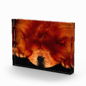 Chow Chow pbcnm Fotoblock (Rechts)
