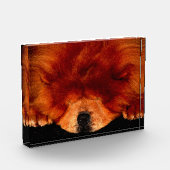 Chow Chow pbcnm Fotoblock (Links)