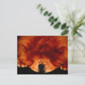 Chow Chow pcca Postkarte (Stehend Vorderseite)