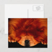 Chow Chow pcca Postkarte (Vorne/Hinten)