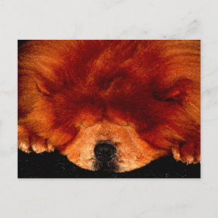 Chow Chow pcca Postkarte