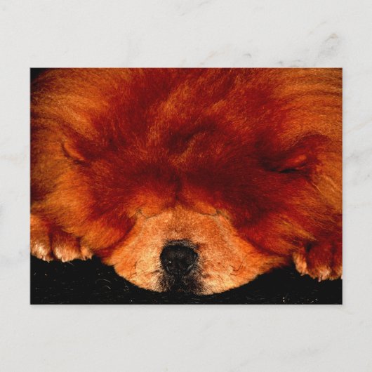 Chow Chow pcca Postkarte (Vorderseite)