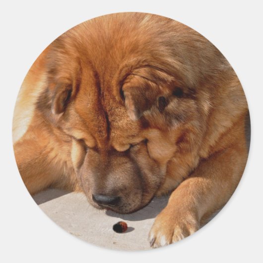 Chow-Chow Phat und Freund Runder Aufkleber (Vorderseite)
