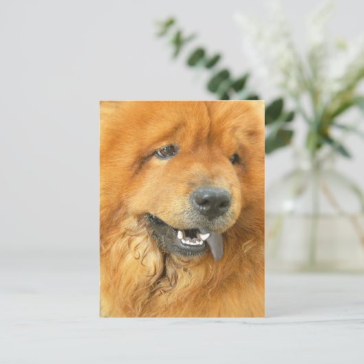 Chow Chow Postkarte (Stehend Vorderseite)