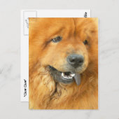 Chow Chow Postkarte (Vorne/Hinten)