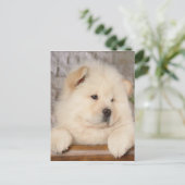 Chow Chow Postkarte (Stehend Vorderseite)