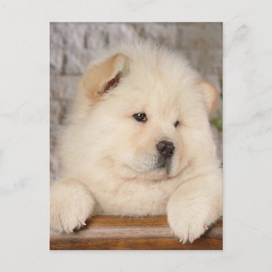 Chow Chow Postkarte (Vorderseite)