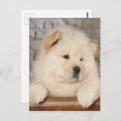 Chow Chow Postkarte (Vorne/Hinten)
