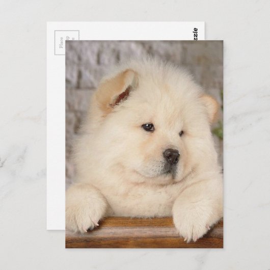 Chow Chow Postkarte (Vorne/Hinten)