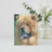 Chow Chow Postkarte (Stehend Vorderseite)