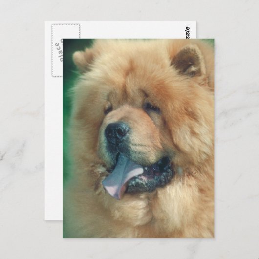 Chow Chow Postkarte (Vorne/Hinten)