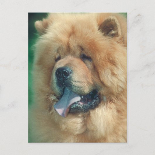 Chow Chow Postkarte (Vorderseite)
