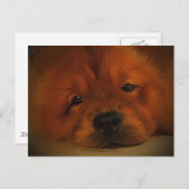 Chow Chow Postkarte (Vorne/Hinten)