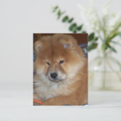 Chow Chow Pup Postkarte (Stehend Vorderseite)