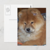 Chow Chow Pup Postkarte (Vorne/Hinten)