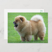 Chow Chow Puppy Dog - Hallo, Liebe, Denken Sie an Postkarte (Vorne/Hinten)