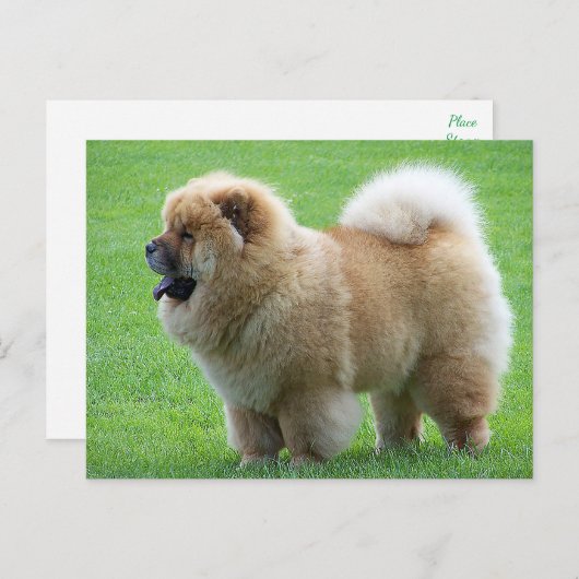 Chow Chow Puppy Dog - Hallo, Liebe, Denken Sie an  Postkarte (Vorne/Hinten)