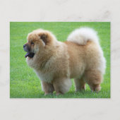 Chow Chow Puppy Dog - Hallo, Liebe, Denken Sie an Postkarte (Vorderseite)