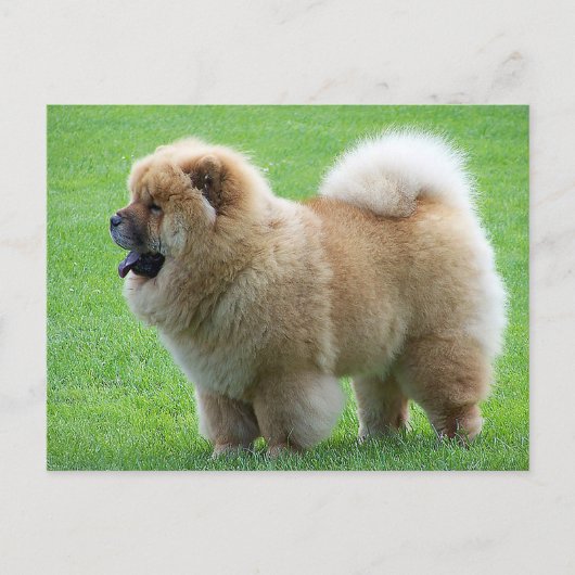 Chow Chow Puppy Dog - Hallo, Liebe, Denken Sie an Postkarte (Vorderseite)