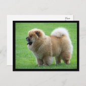 Chow Chow Puppy Dog leere Grußkarte Postkarte (Vorne/Hinten)