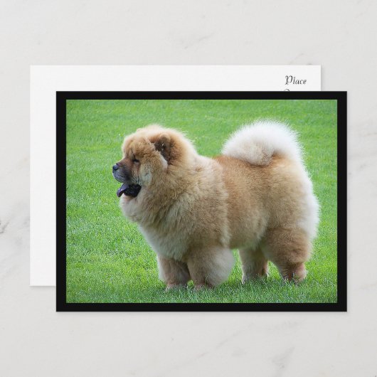 Chow Chow Puppy Dog leere Grußkarte Postkarte (Vorne/Hinten)