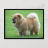 Chow Chow Puppy Dog leere Grußkarte Postkarte (Vorderseite)