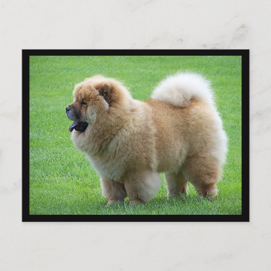 Chow Chow Puppy Dog leere Grußkarte Postkarte (Vorderseite)