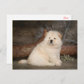 Chow Chow Puppy Dog leere Grußkarte Postkarte (Vorne/Hinten)