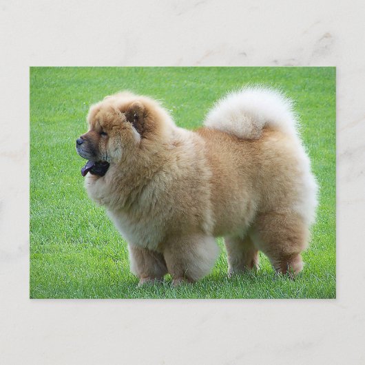 Chow Chow Puppy Dog leere Grußkarte Postkarte (Vorderseite)