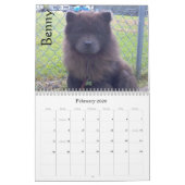 Chow-Chow-Rettungs-Kalender Kalender (Feb 2026)