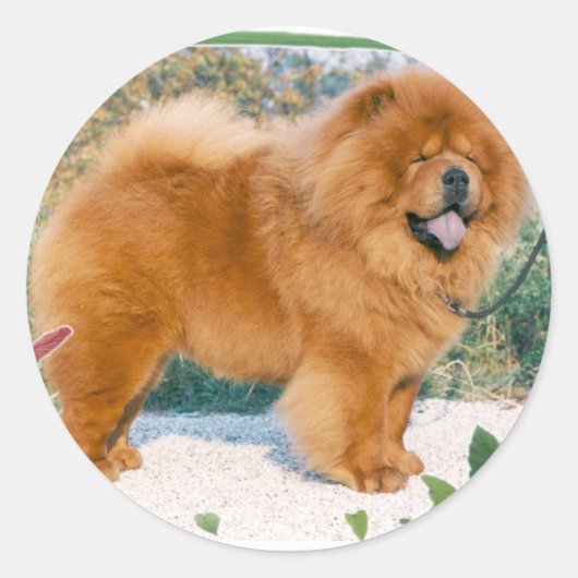 Chow-Chow Runder Aufkleber (Vorderseite)