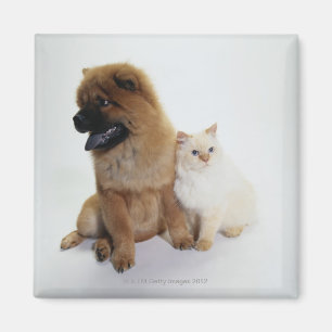Chow Chow und eine weiße Katze zusammensitzen Magnet