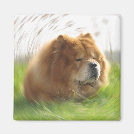 Chow-Chow Urlaub Magnet (Vorne)