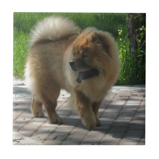 Chow-Chow voll Fliese (Vorderseite)