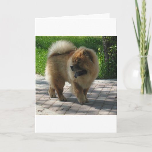 Chow-Chow voll Karte (Vorderseite)