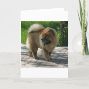 Chow-Chow voll Karte