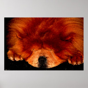 Chow Chow wapcccp Poster