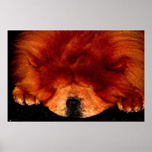 Chow Chow wapcccp Poster (Vorne)