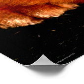 Chow Chow wapcn Poster (Ecke)