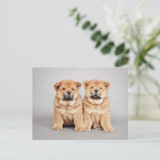 Chow chow Welpen Postkarte (Stehend Vorderseite)