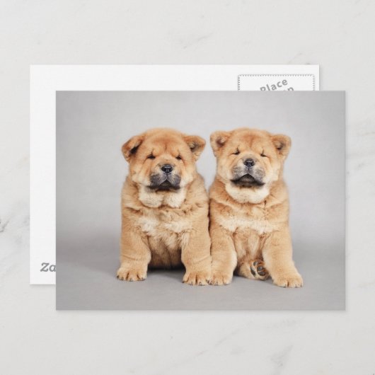 Chow chow Welpen Postkarte (Vorne/Hinten)